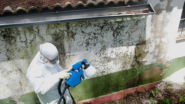 Top rated local Mold Remediation specialists in Reedville, VA